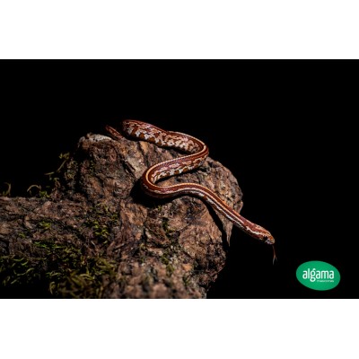 Serpiente del Maizal -  Tessera  - Pantherophis guttatus